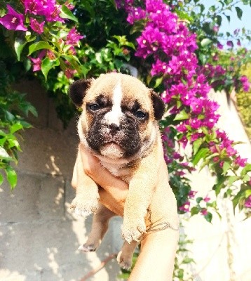 SWEETIE